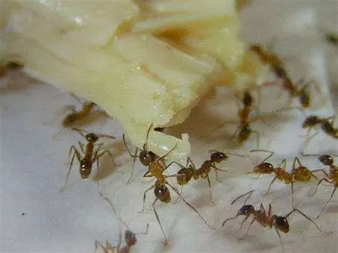 蜘蛛 家裡螞蟻很多怎麼辦